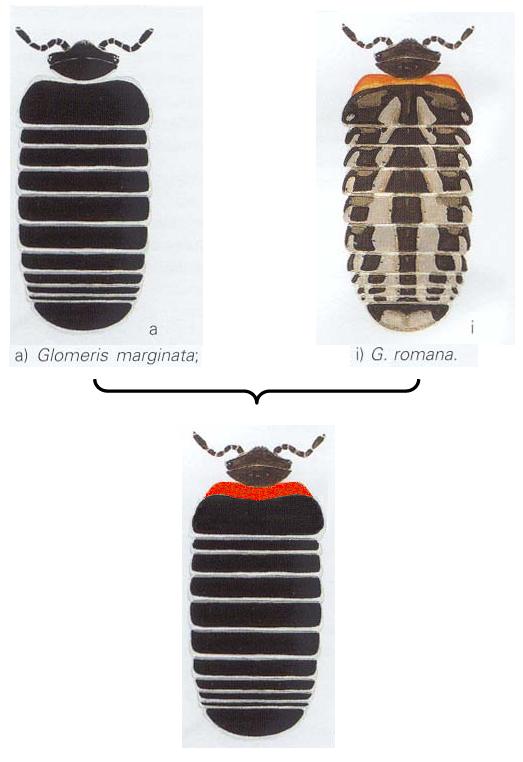 Glomeris del centro Italia